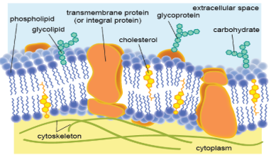 <p><em>→biological membranes consists of a fluid phospholipid bilayers in which proteins are embedded and freely move </em></p>