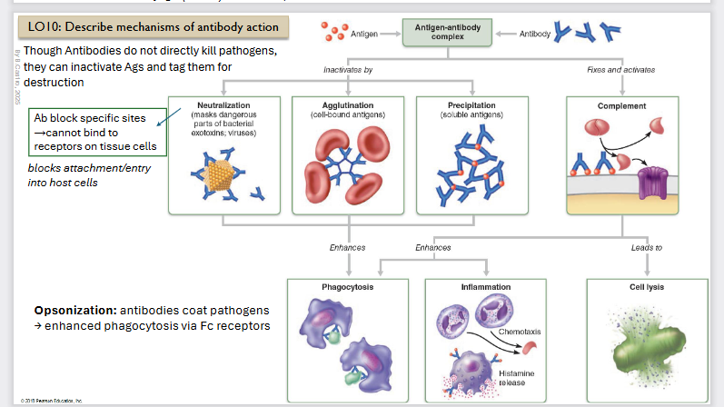<p>They are going to not diretly kill pathogens but they can inactivate <strong>Antigens </strong>and tag them for destruction</p><p></p><p></p><p><strong>Initation:</strong></p><p>Antigen + antibody complex: </p><ul><li><p>then it can go two ways, <strong>inactivation </strong>or fixing and <strong>activation</strong></p></li></ul><p></p><div data-type="horizontalRule"><hr></div><p></p><p><strong>Inactivation Steps</strong></p><ul><li><p><strong>Neutralization:</strong></p><ul><li><p>Masks dangerous parts of bacterial exotoxins, viruses</p></li><li><p>Antibodies block specific sites → cannot bind to receptors on tissue cells</p></li></ul></li><li><p><strong>Agglutination</strong></p><ul><li><p>Cell bound antigens (they are bound to our cells) </p></li></ul></li><li><p><strong>Precipitation</strong></p><ul><li><p>Soluble antigens (3x) </p></li></ul></li></ul><p></p><p>Then it <strong>enhances</strong></p><ul><li><p>Through <strong>phagocytosis</strong></p></li></ul><div data-type="horizontalRule"><hr></div><p><strong>Activation steps:</strong></p><ul><li><p>Complement (classical pathways which leads to <strong>lysis.</strong></p></li></ul><p></p><p>This leads to cell lysis</p><p></p><p>It enhances <strong>phagocytosis </strong>and <strong>inflammation</strong></p><div data-type="horizontalRule"><hr></div><p></p><p><strong>Opsonization</strong>: antibodies coat pathogens→ enhanced phagocytosis via Fc receptors blocks attachment/entry into host cells</p><p></p>