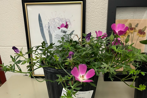 <ul><li><p>simple leaf</p><ul><li><p>deeply lobed</p></li><li><p>internodes extremely pubescent</p></li></ul></li></ul><p></p>