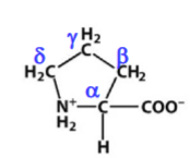<p>non-polar; hydrophobic amino acid; a cyclic side chain with the terminal carbon linked to its N</p><p></p><p>P</p>