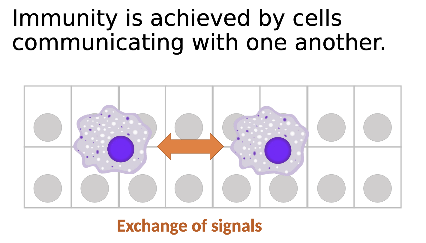<p>Immunity after all is achieved by cells <u>COMMUNICATING</u> with each other!</p>