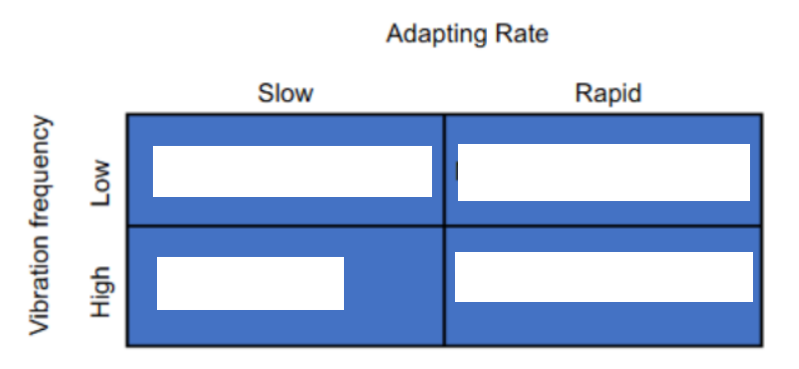 <p><u>for SPATIAL properties (for resolving/distinguishing </u><strong><u>fine DETAILS </u></strong><u>aka small distance b/w 2 stimuli)</u></p><p>state the difference in spatial properties of surface vs. deep receptors (2 each)</p><p>_</p><p>SO if cutaneous receptor is near surface of skin, will have __ RFs</p><p>SO if cutaneous receptor is deeper in dermis OR in subcutaneous fat, will have __ RFs</p><p>_____</p><p>fill in blanks in picture</p>