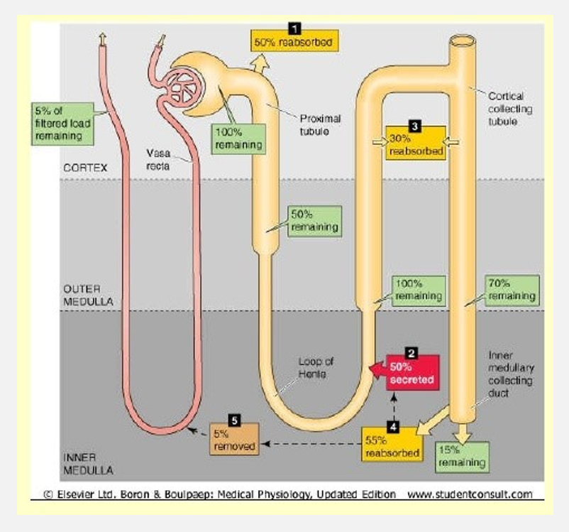 <p>Substances eliminated as waste products (pt 3)</p>