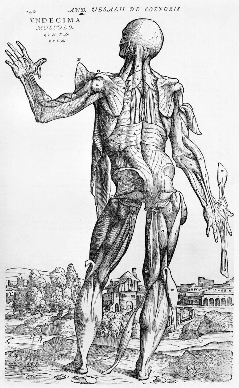 <p>Andreas Vesalius</p>