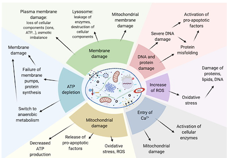 <ul><li><p>can affect any of the processes listed on the chart</p><ul><li><p>membrane damage</p></li><li><p>DNA and protein damage</p></li><li><p> ATP depletion</p></li><li><p>Mitochondrial damage</p></li><li><p>Entry of Ca 2+</p></li><li><p>Increase of ROS</p></li></ul></li></ul><p></p>