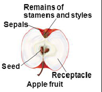 <p>derived from a flower part other than the pistil</p>
