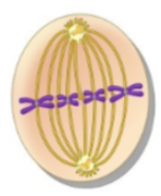 <ul><li><p>the chromosomes line up at the cellular equator in the middle of the cell</p></li><li><p>spindle fibers radiate from centrioles at each pole of the cell to the centromere </p></li></ul><p></p>