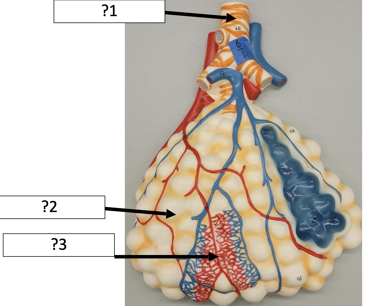 <p>2 Name the structure?</p>