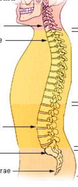 <p><span>颈椎 7 块</span></p>