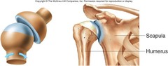 <p>A joint with the highest freedom of motion, found in the hip and shoulder.</p>