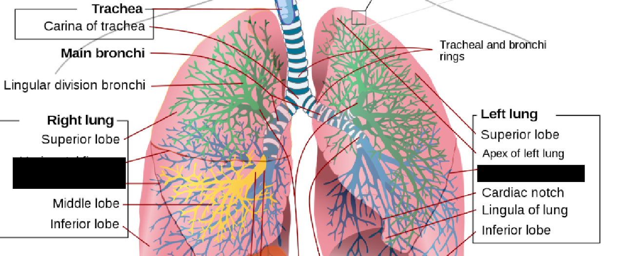 <p><span style="background-color: transparent;">The right lung includes a ______ and ______ fissure, while the left lung only contains an ______ fissure.</span></p>