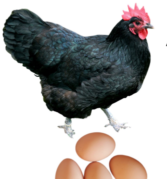 <ul><li><p>Dual- purpose </p></li><li><p>250-300 light brown, medium to large eggs per year</p></li><li><p>2.5-3kg in about 18-20 weeks</p></li><li><p>Australia</p></li><li><p>Shiny black feathers with a greenish sheen</p></li></ul><p></p>