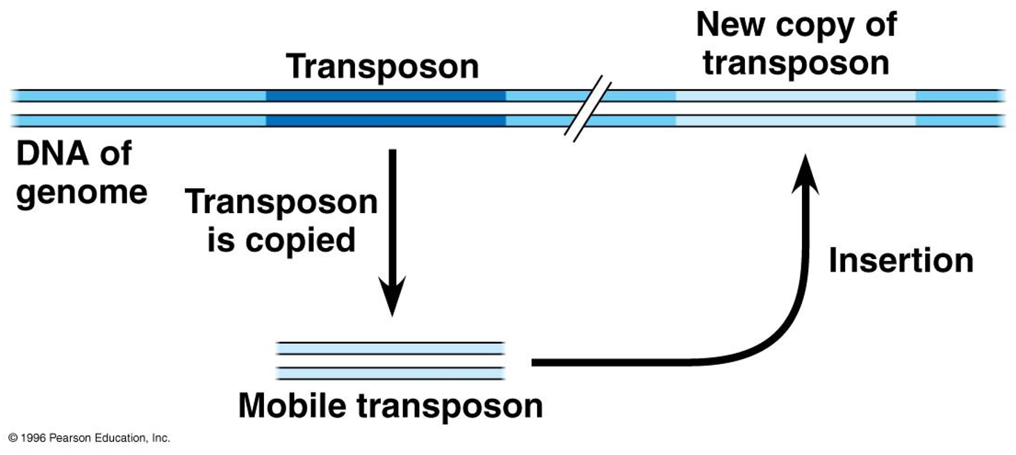 <p><span><span>Transposons are eukaryotic transposable elements that move by a “cut” or “copy-and-paste” method, sometimes leaving a copy behind.</span></span></p>