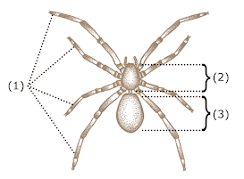 <p><span>What is the name of the tagma marked by #2?</span></p>