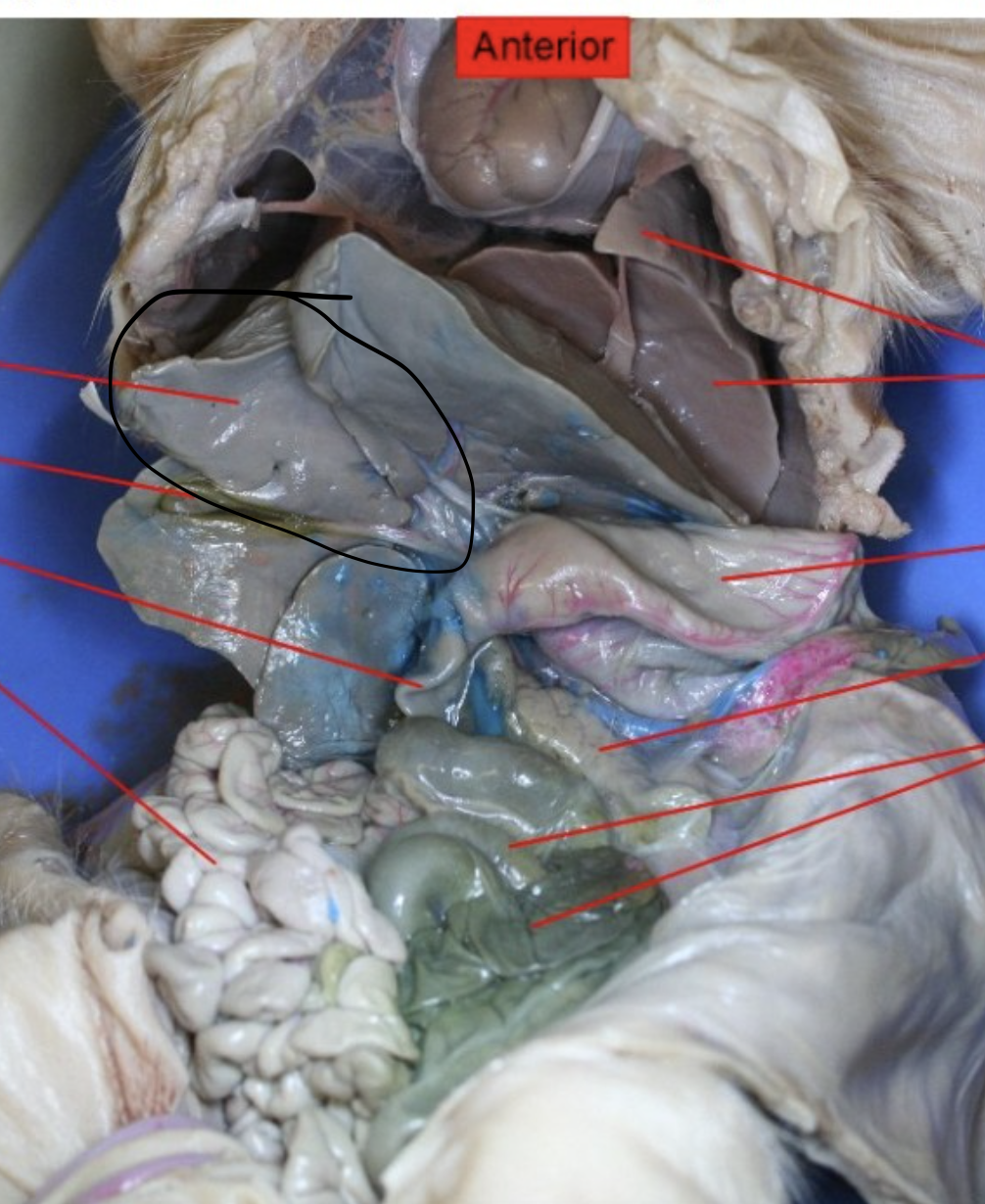 <p>Identify this Organ</p>