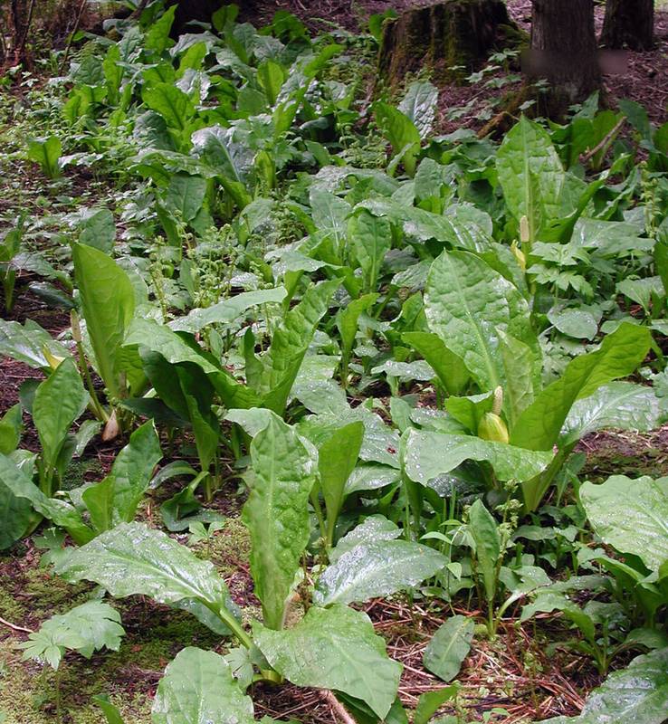 <p>Skunk cabbage</p>