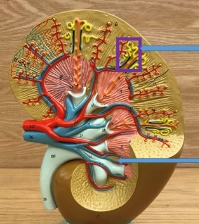 <p>name the parts</p>