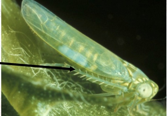 <p>Potato leaf hopper Hemiptera foliage </p>