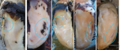 <p>What are these examples of ?</p>