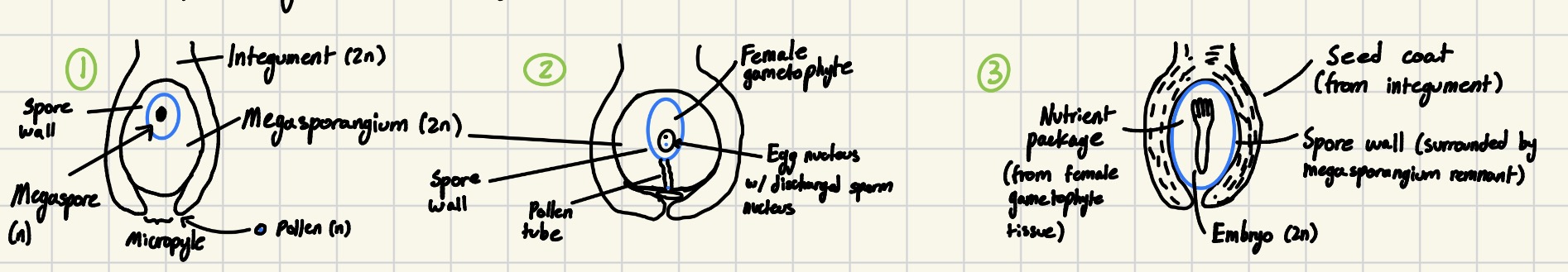 <p>Seed formation process in gymnosperm</p>
