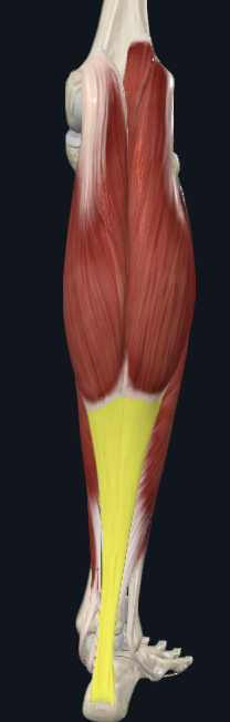 <p>what is the distal attachment of the gastrocnemius heads and the soleus?</p>