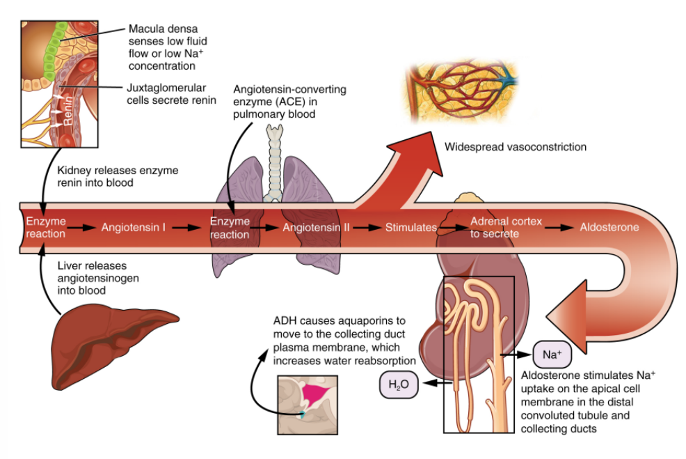 <p>renin-angiotensin mechanism:</p><ol><li><p>____ releases angiotensinogen into blood</p></li><li><p>macula dense sense ____ or ____</p></li><li><p>juxtaglomerular cells secrete ____</p></li><li><p>____ releases enzyme renin into blood</p></li><li><p>____ in pulmonary blood</p></li><li><p>aldosterone stimulates ____ on the apical cell membrane in the ____ and ____</p></li></ol><p></p>