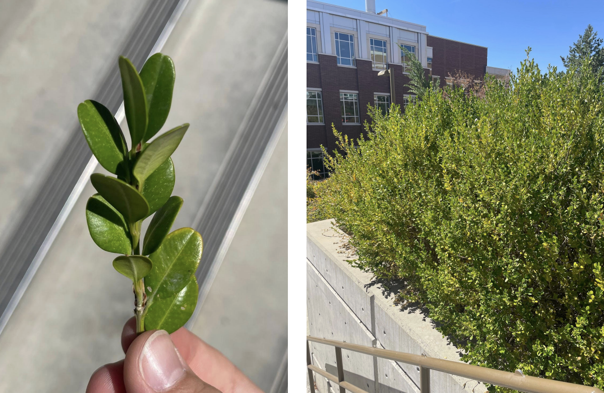<p>evergreen opposite pair leaves oval to round shiny</p><p>greenish yellow flowers inconspicous </p>