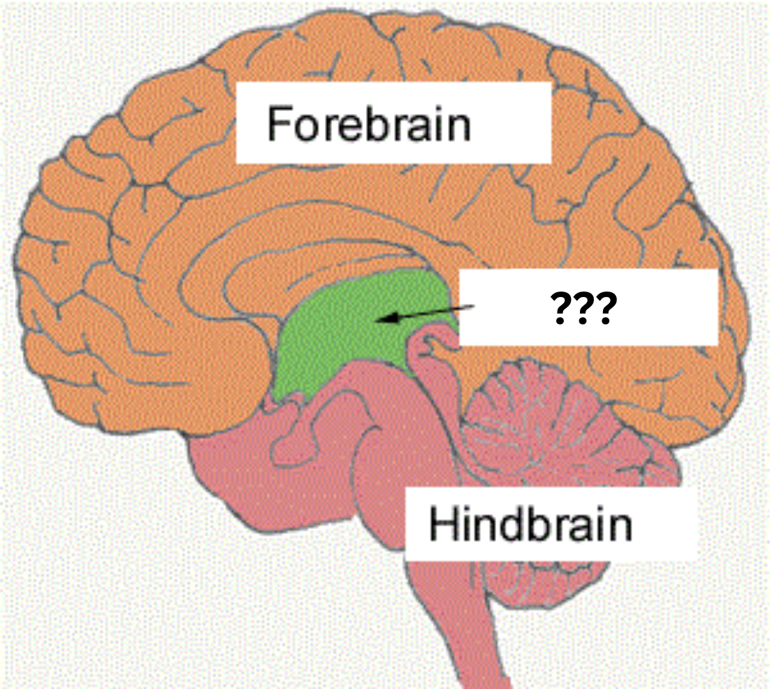 <p>The top chunk of the brain; connects hindbrain with the forebrain; controls some motor movement and transmits auditory &amp; visual information.</p>