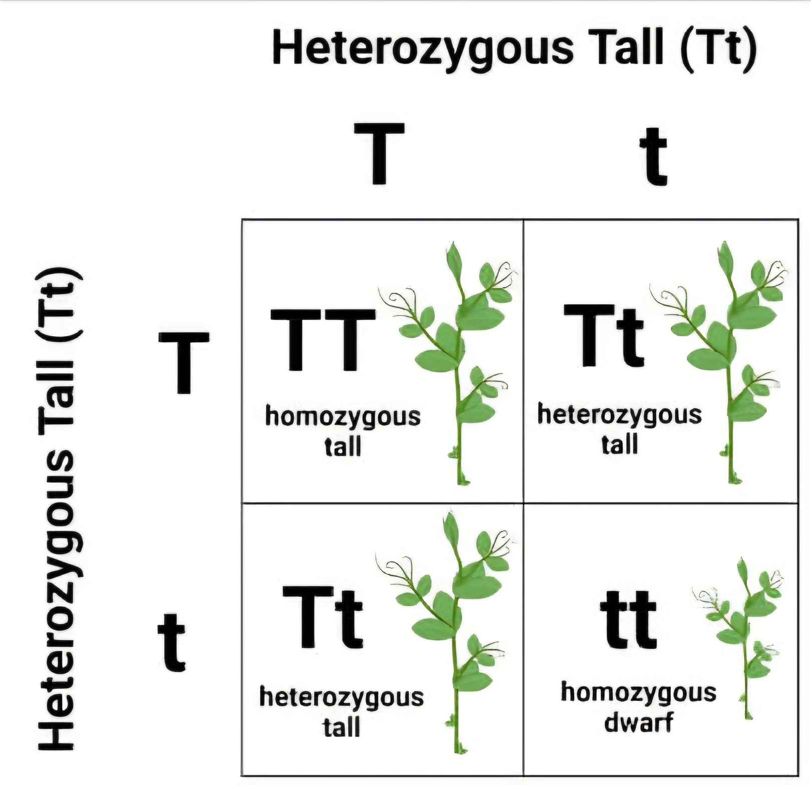 <p>for a trait with contrasting alleles, one (dom.) can completely mask the effect of the other (rec.). An organism with at least one dominant allele will show the dominant trait (phenotype).</p>