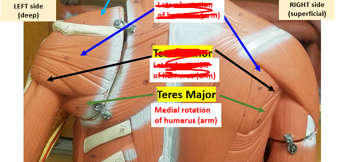 <p><strong>Insertion: </strong>Crest of lesser tubercle.<strong><br>Action: </strong>Medially rotates arm.<strong><br>Synergist: </strong>Subscapularis.</p><p><span style="color: rgb(221, 9, 9);"><strong>Antagonist: </strong></span><span style="color: rgb(248, 248, 248);">Infraspinatus.</span></p>