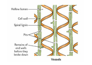 <p>Provides stiff, structural support. Allows turgor pressure (vacuole can have death, normal, or turgor shape to know water needed)</p>