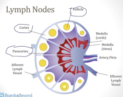 <p>- Cavities lined with macrophages → filters lymph → phagocytosis (of bacteria, viruses, or other antigens that get into sinus)</p>