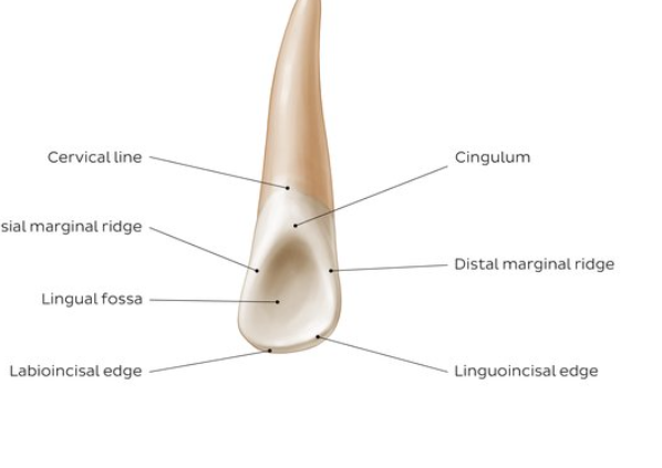 <p>lingual surfaces of incisors</p>