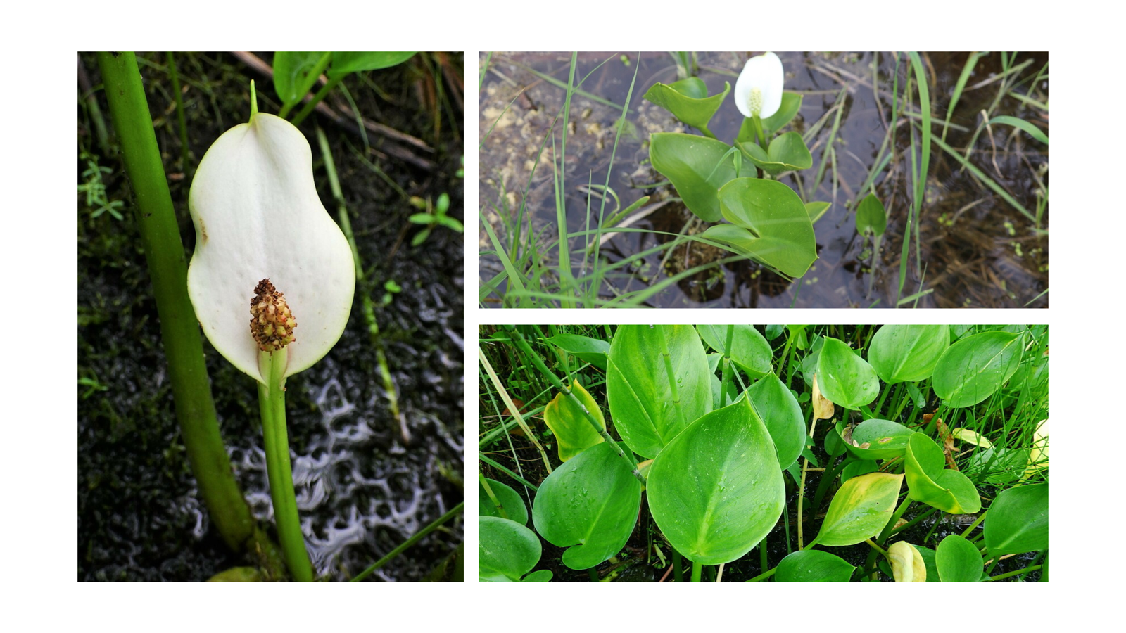 <p>Calla palustris</p>