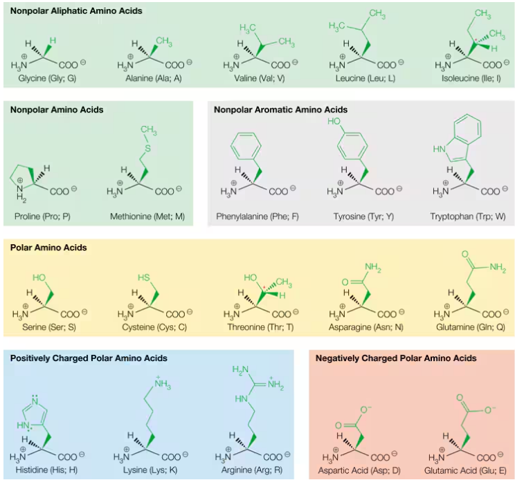 <p>how many amino acids are there</p>