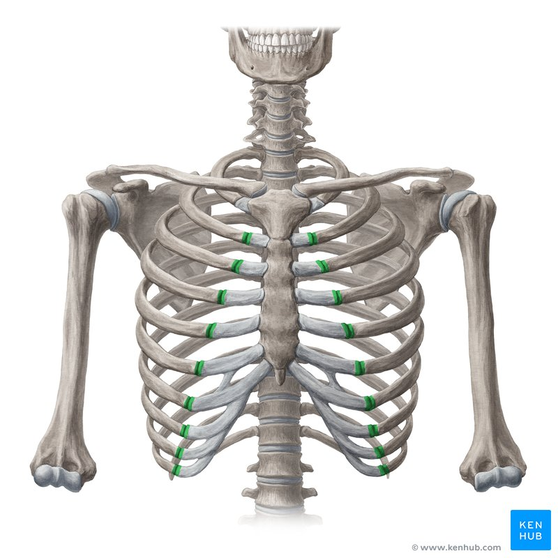 <p>Label this joint of the rib cage?</p>