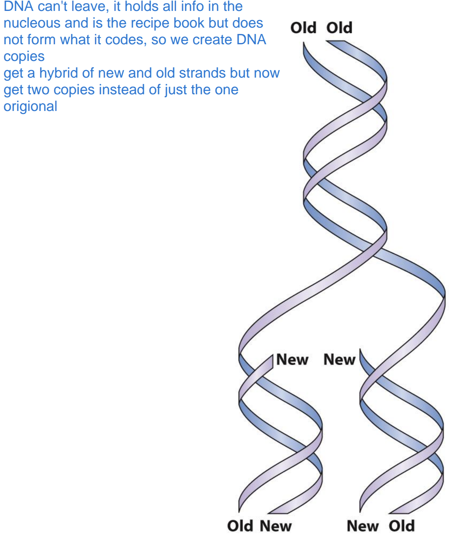 <ul><li><p>Old (parental) strands serve as templates for creating new DNA copies</p></li><li><p>Allows for DNA to be maintained and passed on</p></li></ul><p></p>