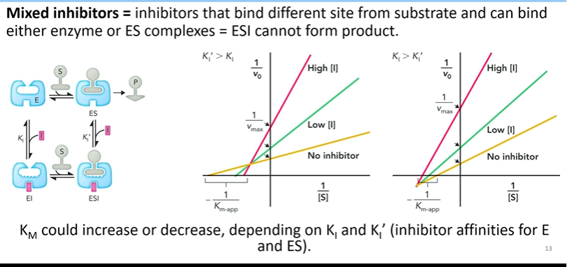 <p>bind different site from substrate and can bind either enyme or es complex = ESI cannot form product</p><ul><li><p>for both cases vmax decreases because in both cases youll get some inhiitor binding to an es complex, so there is no product formation from esi complexes</p></li><li><p>km depends on which dissociation constant is higher:</p><ul><li><p><strong>is es diss is hgiher than free enzyme </strong>= <em>mostly comp inhibitior activity</em> = km increases since it stays bound and associates more with free enzyme = more substrate is needed to proceed</p></li><li><p>diss for free enzme is higher than es = mostly uncomp inhibitor = more inhibitor will stay bound to es complex: forming esi complex</p></li></ul></li></ul><p></p>