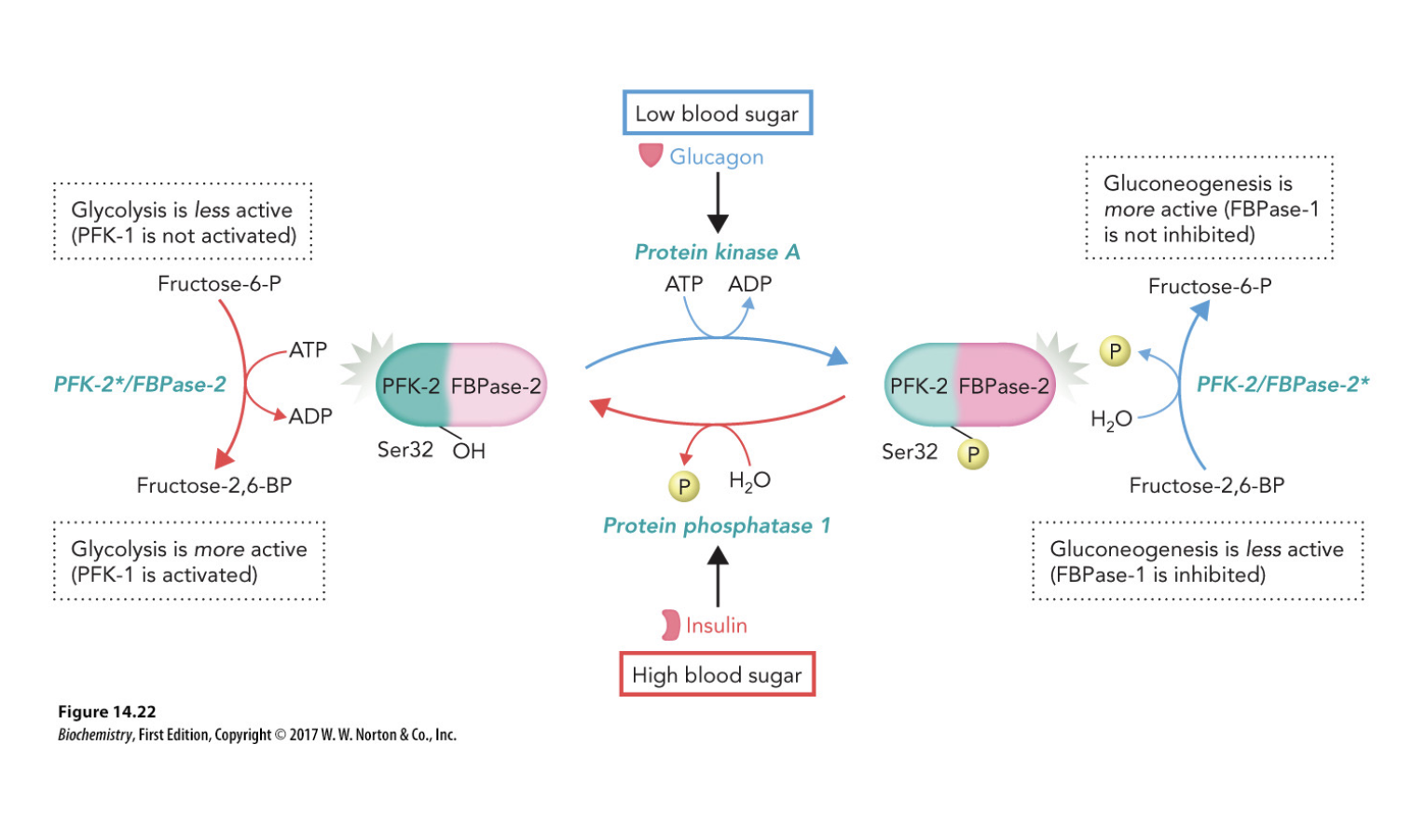 <p>When blood suagr levels rise, insulin levels increase. This causes an increase in the activity of protein phosphatase 1 + H2O, which hydrolyzes PFK-2 converting it to the active form (removing P from Ser32). FBPase-2 is inactive and PFK2 is active. This induces the creation of F26BP. (<strong>Favoring glycolysis)</strong></p>