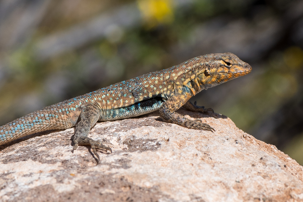 <p>Phrynosomatidae<br>Uta stansburiana<br>Side blotched Lizard</p>