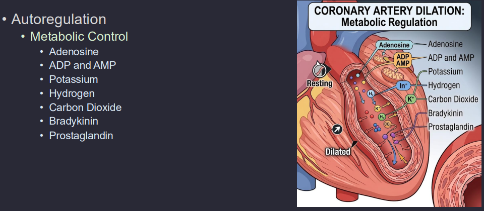 <p><span style="background-color: transparent; font-family: "Times New Roman", serif;"><strong>Metabolic Control (Primary):</strong> When the heart works harder, it uses up ATP, releasing <strong>Adenosine</strong>. Adenosine is a potent vasodilator that tells the coronary arteries to "open wide" to let more blood in. Other factors include <em>CO</em><sub>2</sub>, <em>H</em><sup>+</sup>, and <em>K</em><sup>+</sup>.</span></p><ul><li><p>When the heart works harder, metabolites build up → <strong>coronary vasodilation → ↑ blood flow</strong></p></li></ul><p></p>