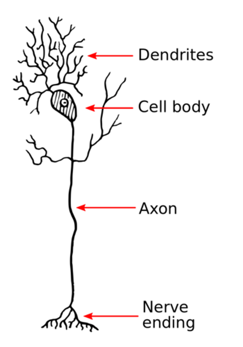 <p>axons</p>