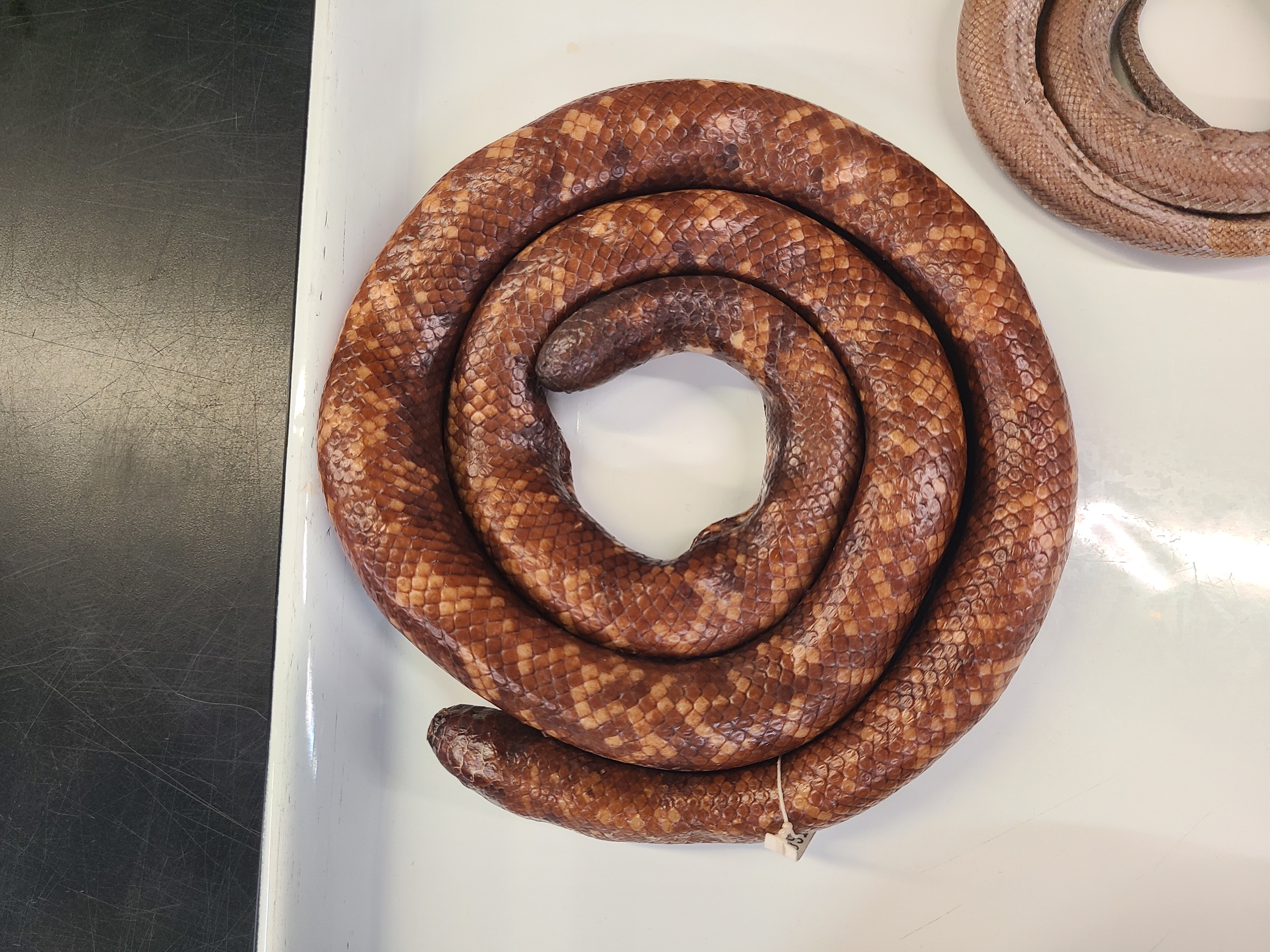 <p>Genus and Species</p>