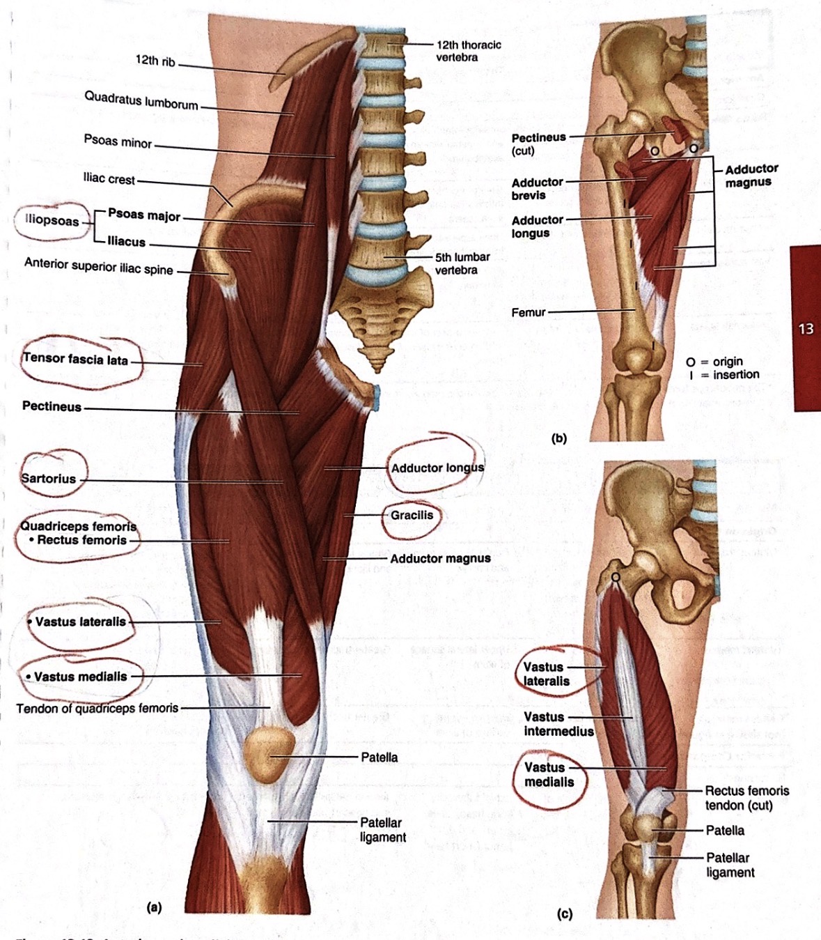 <p>Vastus medialis</p>