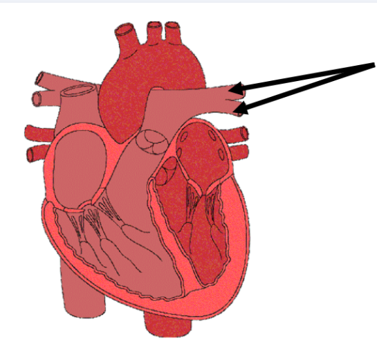 <p>what is this</p>