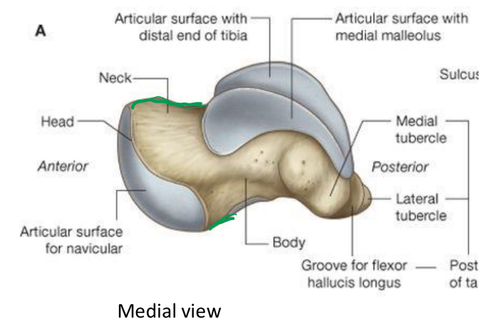 <ul><li><p>head: articulates with navicular</p></li><li><p>neck: projects medially and anteriorly</p></li><li><p>body</p><ul><li><p>wider anterior (medial/lateral talar domes)</p></li><li><p>narrower posteriorly</p></li></ul></li><li><p>groove for flexor hallucis longus (FHL) tendon</p></li><li><p>no muscle attachments</p></li><li><p>essential in transmitting motion through rearfoot/ankle to LE</p></li><li><p>stability via shape of body in talocrural joint</p></li></ul><p></p>