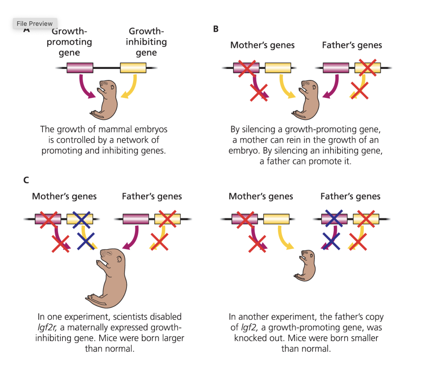 <p>mothers: inhibit offspring growth genetically by silencing the growth gene</p><p>fathers counteract this by silencing the inhibition gene, to promote growth. </p>