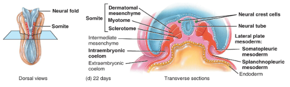 <ol><li><p>myotome (neck, trunk, &amp; limb)</p></li><li><p>dermatome</p></li><li><p>sclerotome (vertebrae/ribs)</p></li></ol><p></p>