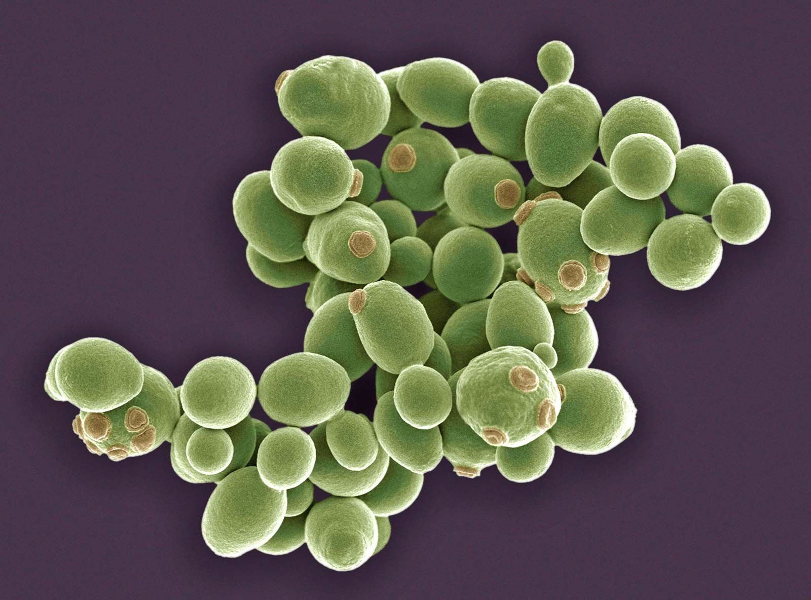 <p><span>●Single-celled fungi</span></p><p><span>●Used extensively in fermentation and baking</span></p><p><span>●Take in carbohydrates and produces:</span></p><p><span>○CO2 -> allows baked goods to rise (proofing)</span></p><p><span>○Alcohol -> produces the alcohol in wine, beer, mead, etc.</span></p>