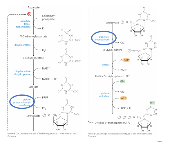 <p>What can casue orotic aciduria and cause an accumulation or orotate</p>